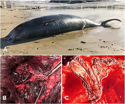 Morganella morganii septicemia and concurrent renal crassicaudiasis in a Cuvier’s beaked whale (Ziphius cavirostris) stranded in Italy